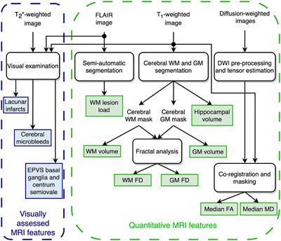 Fractal dimension of the cortical gray matter outweighs other brain MRI features as a predictor of transition to dementia in patients with mild cognitive impairment and leukoaraiosis
